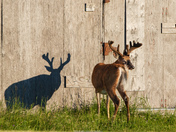 The buck and his guardian angel