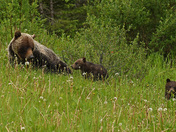 Grizzly and cubs