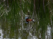 Ruddy Duck