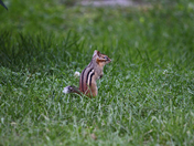 White tall   chipmunk