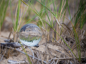 Sand Dunes at the Pinery