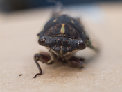 Cicada