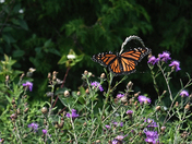 Monarch Butterfly