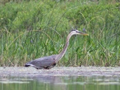 Blue Heron ,