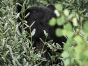 Black bear vs Berries 