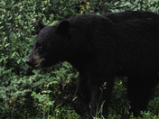 Black Bear 