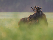 Bull Moose Breakfasting