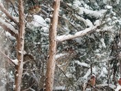 HOw many birds do you see