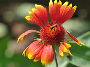 Bees make the world go around