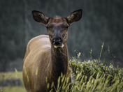 Rutting season is coming