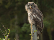 Fledgling Great Grey Owl
