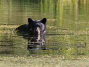 Evening Swim