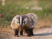 Badger