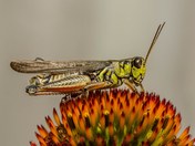 Grasshopper