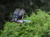 Bald Blue Jay