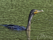 Double-crested Cormorant