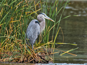 Great Blue Heron