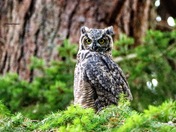 The Great Horned One