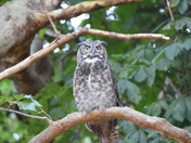 Great Horned Owl.