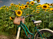 Sunflowers with Bicycle
