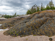 Slippery Seaweed Slopes