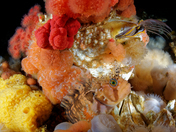 beauty hides in the deep