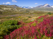 Fall colour in the tundra in Tatshenshini-Alsek Park