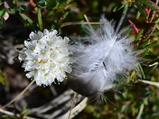 Labrador Tea