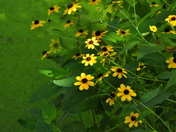 Gift from the Ganatcho Trail