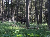 Tall, Dark and Handsome