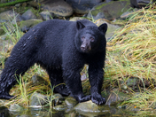 Black Bear