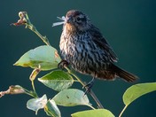 Juvenile Black Bird