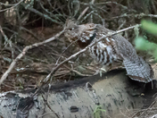 Ruffed Grouse