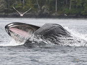Humpback