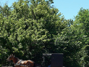 Shrive Ohio Amish horse And Wagon