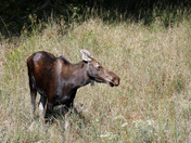 125 Years of Algonquin Park