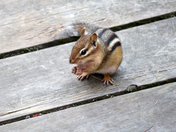On the Boardwalk with a Chipmunk