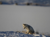 Are you coming out to play?