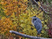 Great Blue Heron on Elbow River