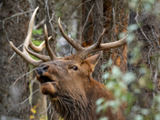 The Elk Rut