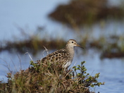 Pectoral Sandpiper, a medium sized shorebird along arctic shoreline