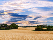 Ready for Harvesting