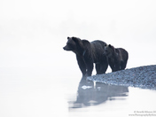 Grizzlies in the Morning Fog