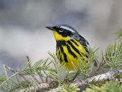 Magnolia Warbler