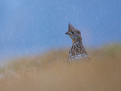 First Grouse of Winter