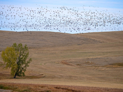 Fall migration Saskatchewan