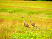 Sandhill Cranes