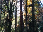 Zen in Stanley Park Vancouver