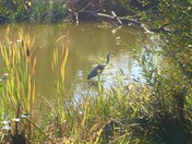 Heron waiting patiently 