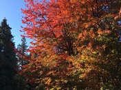 Beautiful fall colours